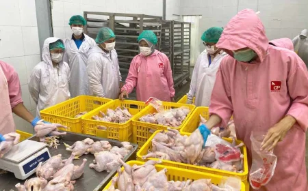 Kalsel Surplus Ayam dan Telur, Mampu Suplai Kalteng Hingga Kaltim