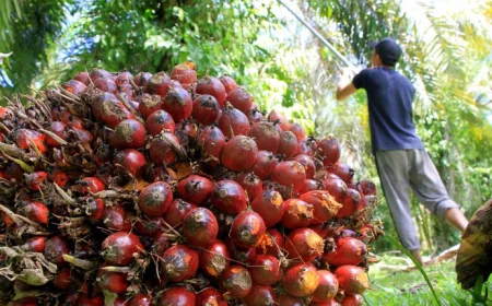 Didorong Harga CPO dan Inti Sawit, TBS Kalsel Kembali Menguat