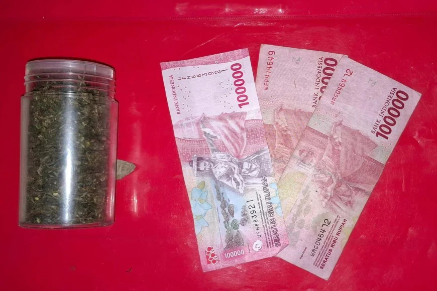 Polres Batola Bongkar Tanaman Ganja Rumahan di Alalak, Disita Ratusan Gram Barang Bukti