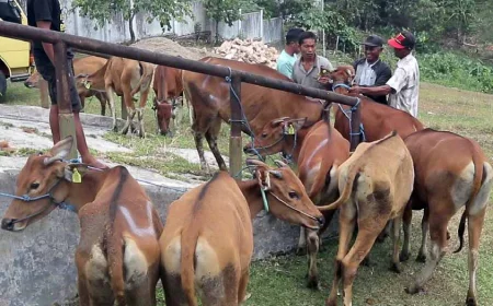 1.190 Ekor Sapi Tersedia, Kebutuhan Hewan Kurban di Tabalong Diklaim Aman