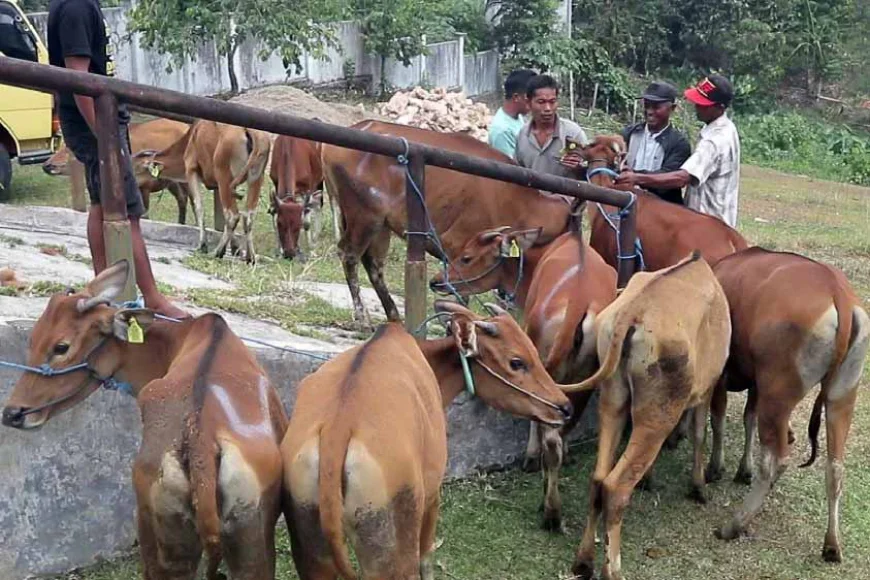 1.190 Ekor Sapi Tersedia, Kebutuhan Hewan Kurban di Tabalong Diklaim Aman