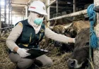 Waspada Penyakit Menular, Karantina Kalsel Periksa Ketat Ribuan Sapi Kurban