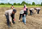 Polsek Kuripan dan Bhayangkari Turun ke Lahan, Tanam Jagung Pakan Ternak di Batola