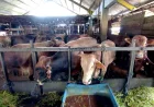 Jelang Iduladha 1447 Hijriah, Ketersediaan Hewan Kurban di Kalsel Tembus 23 Ribu Ekor
