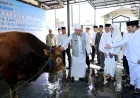 Gubernur Kalsel Menyalurkan Bantuan Sapi Kurban Presiden ke Masjid Raya Sabilal Muhtadin