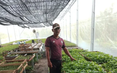 Omset Puluhan Juta Per Bulan, Petani di Muara Uya Tabalong Sukses Berbisnis Bibit Sayuran