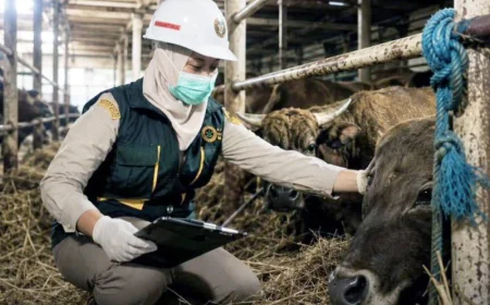 Waspada Penyakit Menular, Karantina Kalsel Periksa Ketat Ribuan Sapi Kurban