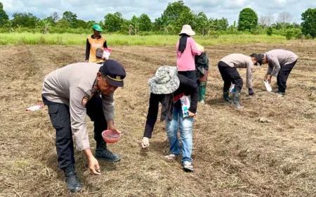 Polsek Kuripan dan Bhayangkari Turun ke Lahan, Tanam Jagung Pakan Ternak di Batola