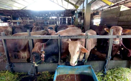 Jelang Iduladha 1447 Hijriah, Ketersediaan Hewan Kurban di Kalsel Tembus 23 Ribu Ekor