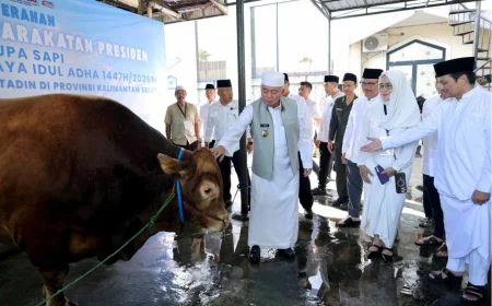 Gubernur Kalsel Menyalurkan Bantuan Sapi Kurban Presiden ke Masjid Raya Sabilal Muhtadin