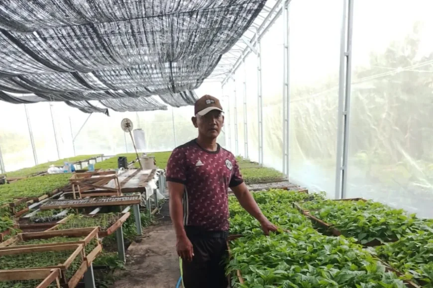Omset Puluhan Juta Per Bulan, Petani di Muara Uya Tabalong Sukses Berbisnis Bibit Sayuran