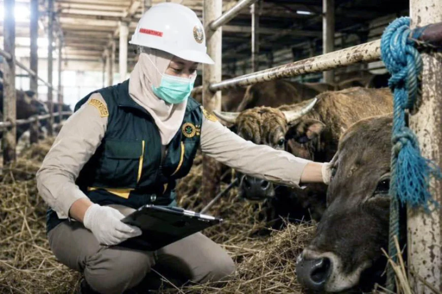 Waspada Penyakit Menular, Karantina Kalsel Periksa Ketat Ribuan Sapi Kurban