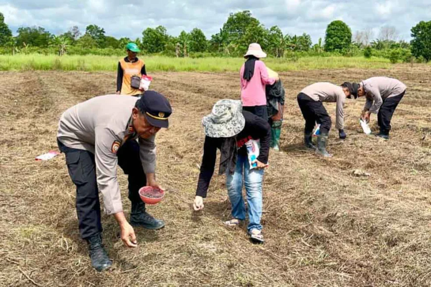 Polsek Kuripan dan Bhayangkari Turun ke Lahan, Tanam Jagung Pakan Ternak di Batola