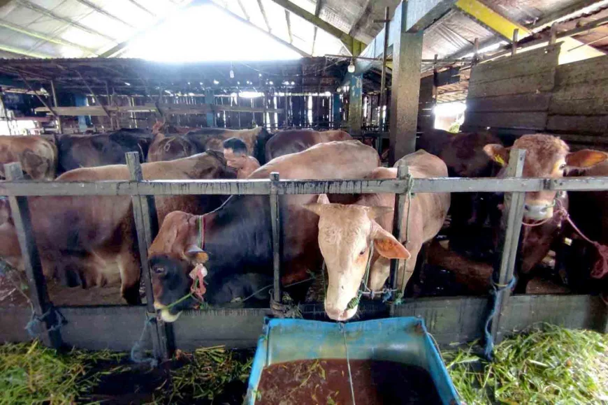 Jelang Iduladha 1447 Hijriah, Ketersediaan Hewan Kurban di Kalsel Tembus 23 Ribu Ekor
