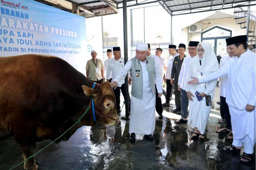 Gubernur Kalsel Menyalurkan Bantuan Sapi Kurban Presiden ke Masjid Raya Sabilal Muhtadin