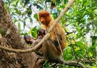 Fenomena Langka di Pulau Curiak, Bekantan Kembar Pertama Ditemukan Setelah Satu Dekade Konservasi