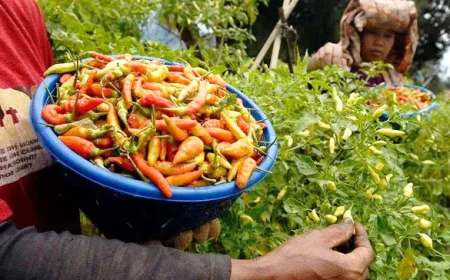 Panen Belum Banyak, Harga Cabai Hiyung Tapin Melonjak