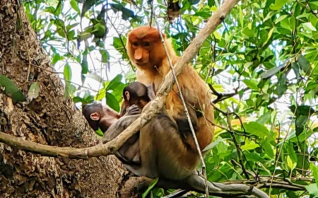 Fenomena Langka di Pulau Curiak, Bekantan Kembar Pertama Ditemukan Setelah Satu Dekade Konservasi