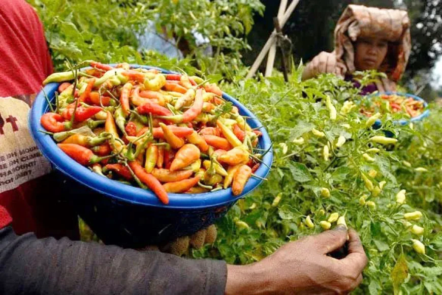 Panen Belum Banyak, Harga Cabai Hiyung Tapin Melonjak