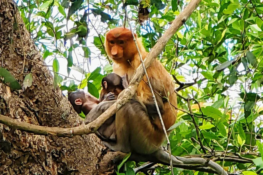 Fenomena Langka di Pulau Curiak, Bekantan Kembar Pertama Ditemukan Setelah Satu Dekade Konservasi