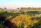Cetak Sawah Rakyat di Kinarum Tabalong Mangkrak, Petani Belum Bisa Menanam
