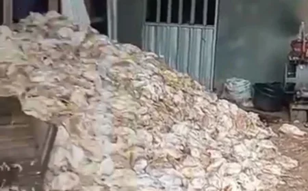 Listrik Padam Lebih dari 5 Jam, Ribuan Ayam Mati Kepanasan di HST
