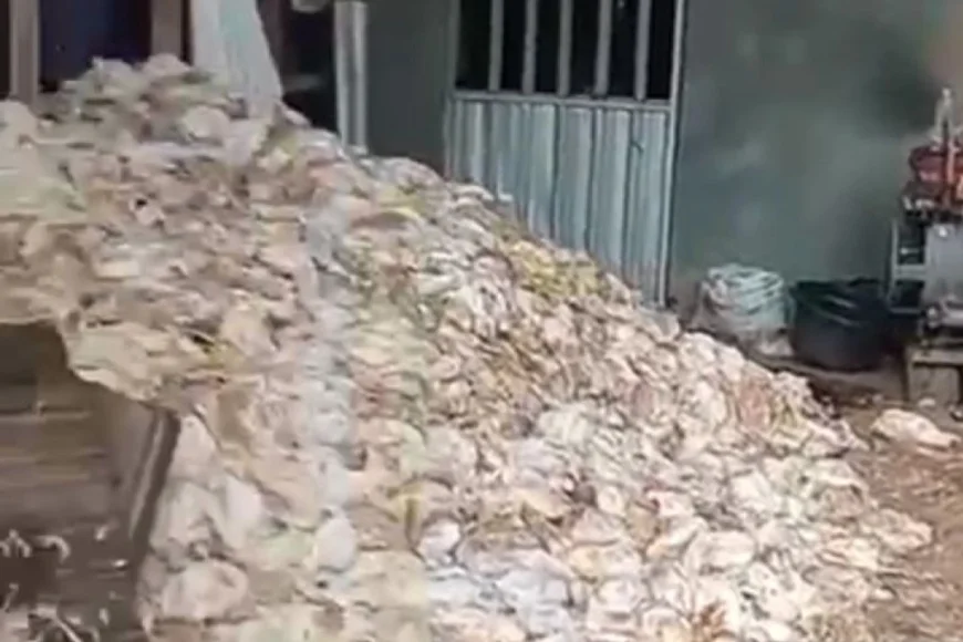 Listrik Padam Lebih Dari 5 Jam, Ribuan Ayam Mati Kepanasan di HST