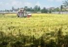 Kemarau Belum Berakhir, Kekeringan di Lahan Pertanian Kalsel Diprediksi Bertambah