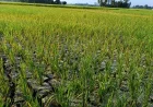 Sebulan Tidak Hujan, 200 Hektare Padi di Tanah Bumbu Terancam Gagal Panen
