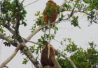 Belajar dari Tragedi 2015, Karhutla Mengancam Habitat Bekantan di Sungai Rutas Tapin
