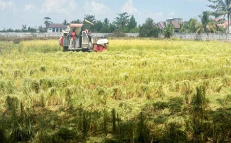 Kemarau Belum Berakhir, Kekeringan di Lahan Pertanian Kalsel Diprediksi Bertambah
