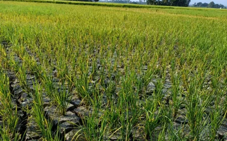 Sebulan Tidak Hujan, 200 Hektare Padi di Tanah Bumbu Terancam Gagal Panen