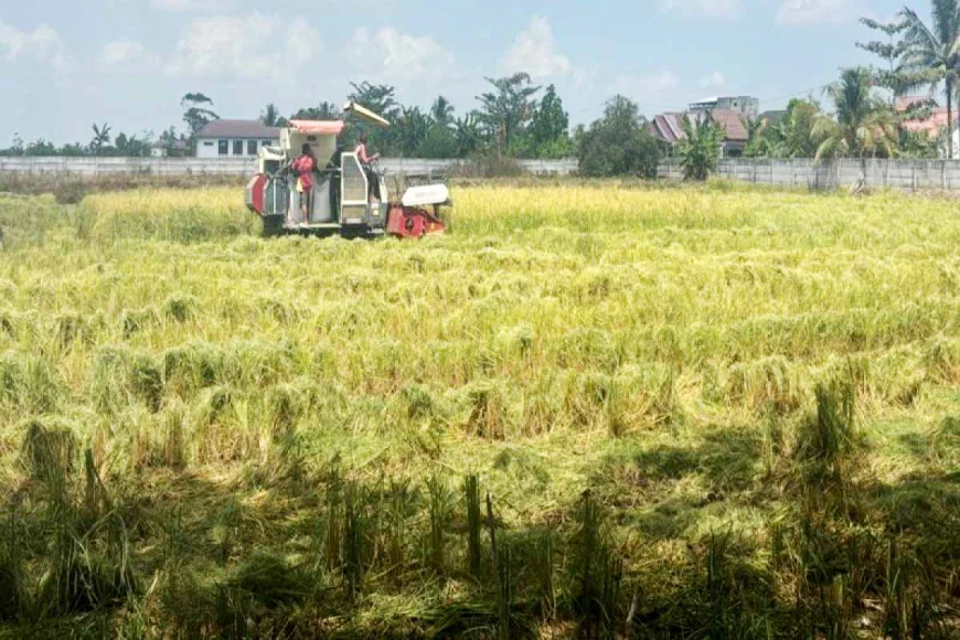 Kemarau Belum Berakhir, Kekeringan di Lahan Pertanian Kalsel Diprediksi Bertambah