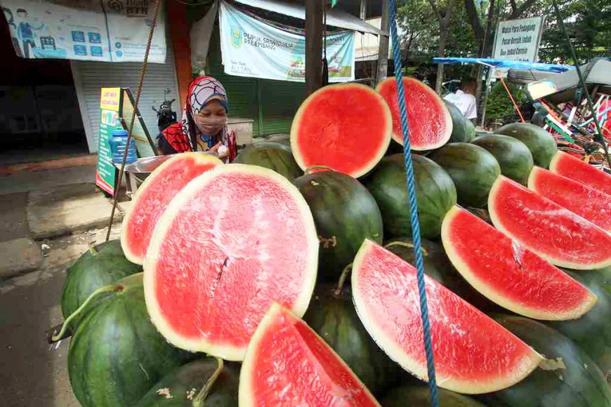 Harga Semangka Anjlok, Petani Tanah Bumbu Pilih Beralih Tanam Cabai