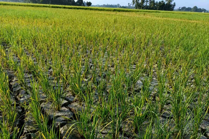 Sebulan Tidak Hujan, 200 Hektare Padi di Tanah Bumbu Terancam Gagal Panen