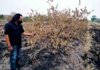 Bukan Cuma Kabut Asap, Karhutla di Batola Bakar Belasan Ribu Pohon Jeruk Milik Petani