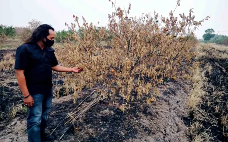 Bukan Cuma Kabut Asap, Karhutla di Batola Bakar Belasan Ribu Pohon Jeruk Milik Petani