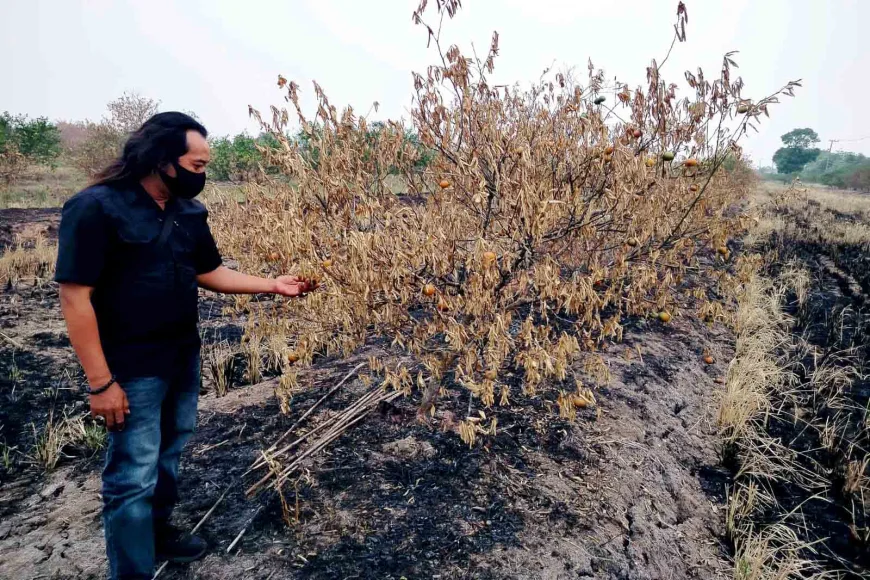 Bukan Cuma Kabut Asap, Karhutla di Batola Bakar Belasan Ribu Pohon Jeruk Milik Petani