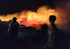 Pakan Makin Mahal, Kemarau dan Karhutla Gerus Keuntungan Peternak di Tapin
