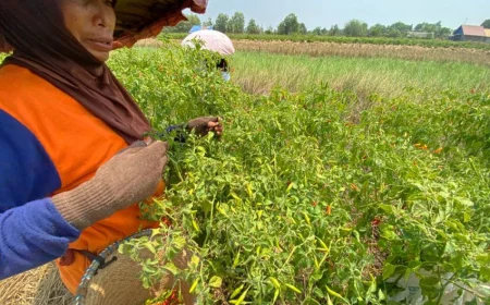 Harga Cabai Hiyung Meroket, Petani di Tapin Justru Tertekan