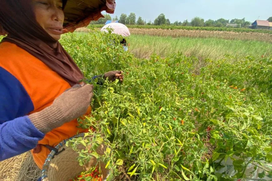 Harga Cabai Hiyung Meroket, Petani di Tapin Justru Tertekan